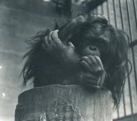 Um orangotango no ZSL London Zoo, em abril de 1923